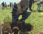 Palestinians plant olive trees close to an Israeli settlement