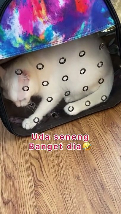 KUCING KENA PRANK. HAAAHHAA