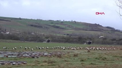 İSTANBUL-BAHARIN MÜJDECİSİ LEYLEKLER İSTANBUL'DA