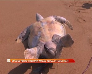 Spesies penyu Chelonia Mydas kedua ditemui mati