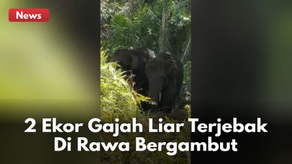 Dua ekor gajah liar terjebak di lahan rawa bergambut di wilayah Sungai Beringin Indragiri Hulu !!