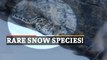 WATCH | Snow Leopard Spotted By ITBP In Spiti Valley, Himachal Pradesh