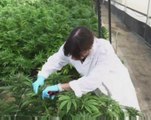 Israel sees heady future for medical marijuana