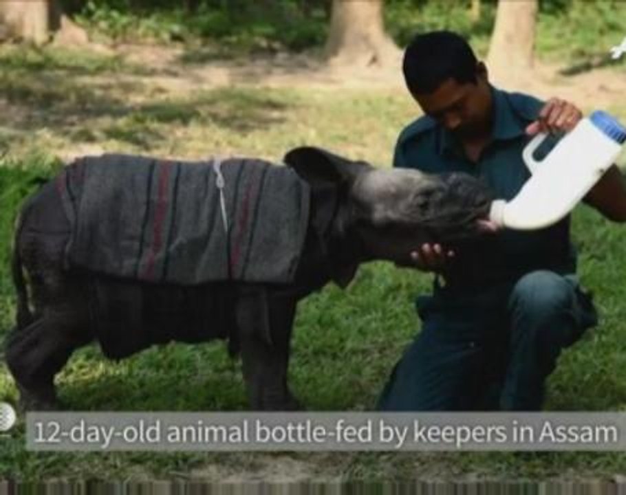 Baby rhino found in Indian forest nursed back to health