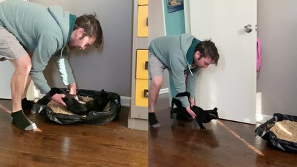 'Flying away from all the problems be like... *Cat Edition*'