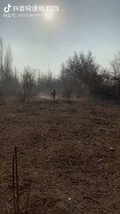 سبحان الله جمال الخيل الاصيل