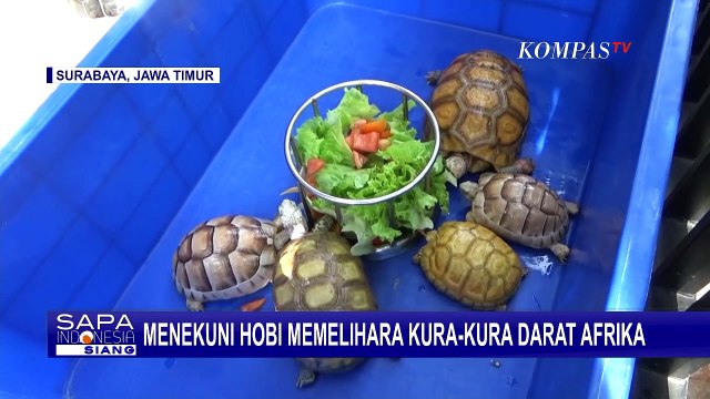 Wanita Asal Surabaya Ini Rela Kuras Tabungan Demi Hobi Pelihara Kura-kura Sulcata dan Aldabra