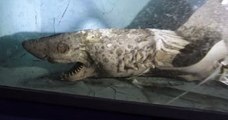 Espagne : un requin momifié et d'autres créatures desséchées retrouvés dans un aquarium abandonné