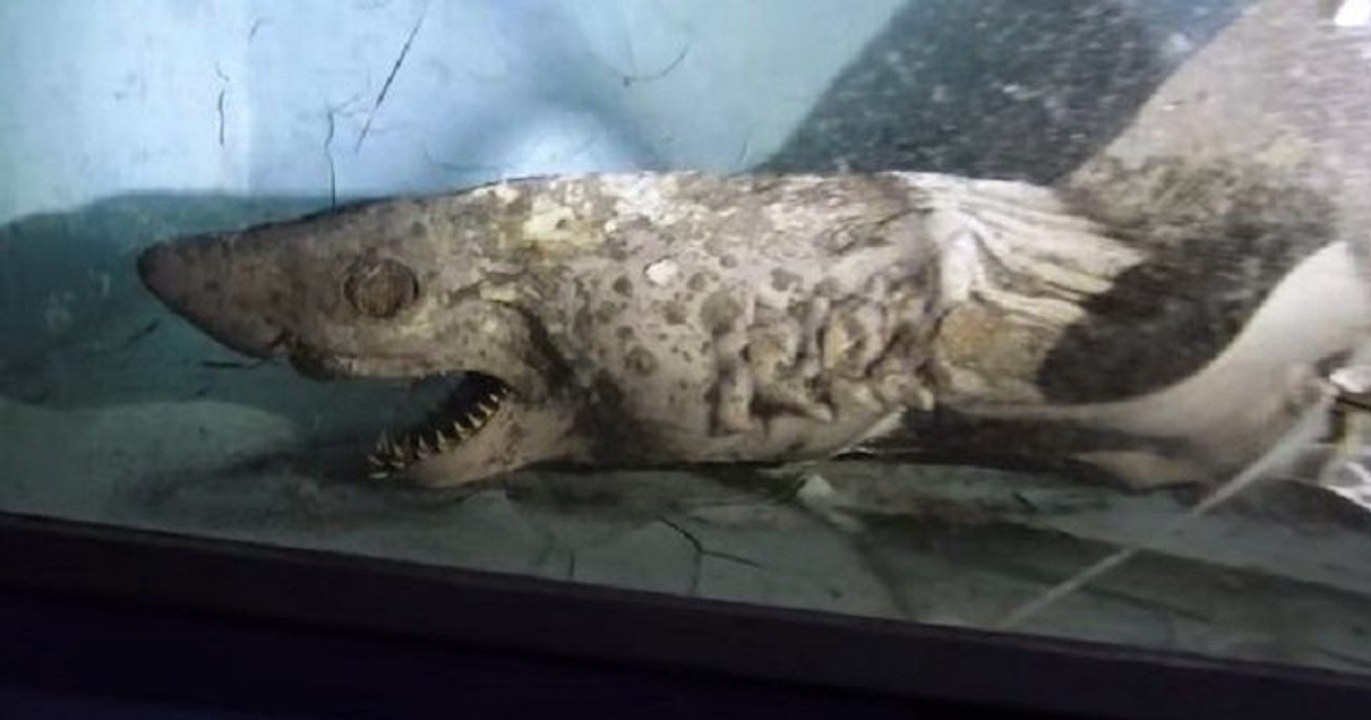 Espagne : un requin momifié et d'autres créatures desséchées retrouvés dans un aquarium abandonné