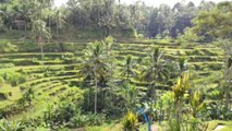 Area Persawahan Tegalalang Rice Terrace Bali