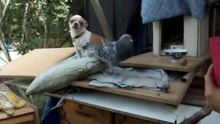 Dog VS Pigeon