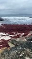 Wild weather dumps stinky red seaweed onto Hyams Beach | March 7, 2022 | South Coast Register