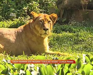 Tiada haiwan Zoo Negara terjejas akibat cuaca panas