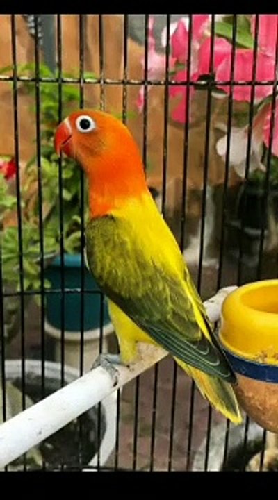 pecinta lovebird jedag jedug// part 2 #shorts #youtubeshorts #shortvideo #lovebird
