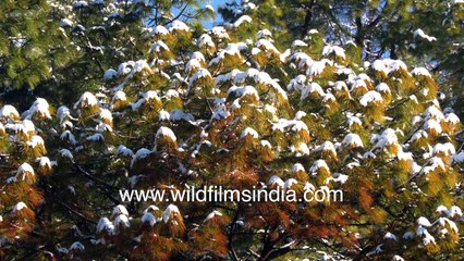 Winter wonderland_ Landour, Motidhar and Jabbarkhet estate get snowed over under beautiful blanket!