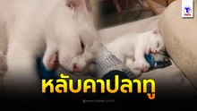 เอ็นดูต้องเล่นจนเหนื่อยขนาดไหน หลับคาปลาทูแบบนั้นได้ ปากกำลังจะงับเลย
