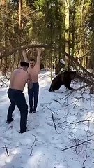 Un ours aide deux hommes pendant leur entrainement (Russie)