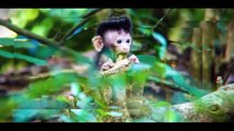 Action Monkey Will to Record Monkey Video Every day _ Please help watching my video