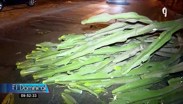 Conductor abandona camioneta tras chocar contra un árbol en SMP