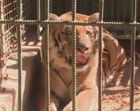 In Gaza zoo, empty cages and lonely animals as closure looms