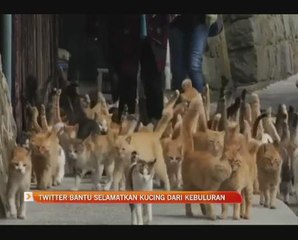 Twitter bantu selamatkan kucing dari kebuluran