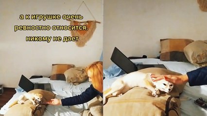 'Fennec Fox is happy beyond measure on reuniting with owner's mom'