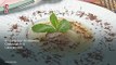 Vídeo Receta: Sopa de pera con mousse de chocolate