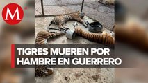 En Guerrero, tres tigres asegurados murieron de hambre en Quechultenango