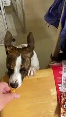 Princess snatches food off edge of table