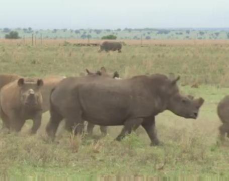 Protecting the world's rhinos - by chopping off their horns