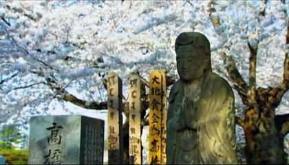 Cerezos en flor Clip (5)