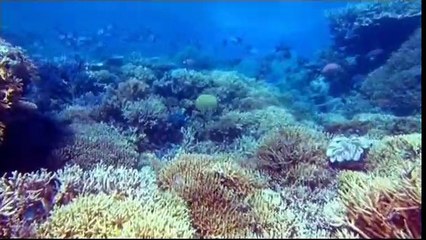 OceanWorld 3D Tráiler