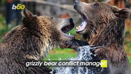 A Government Agency is Looking to Pay ‘Grizzly Bear Conflict Manager’ up to $100K