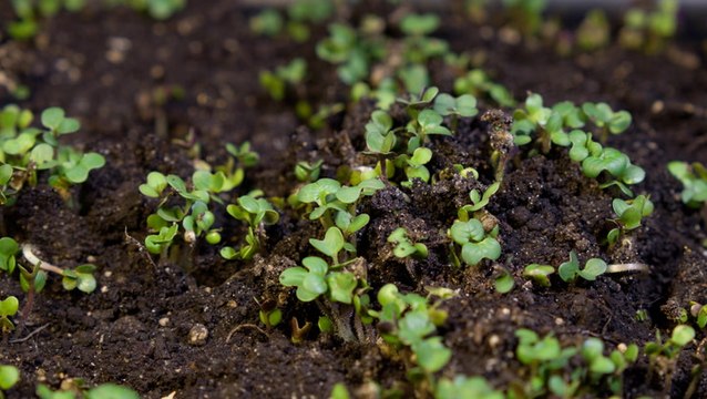 Should you use seeds or starter plants?
