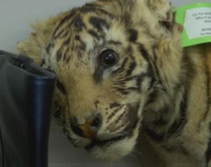 Inside America's battle on wildlife trafficking