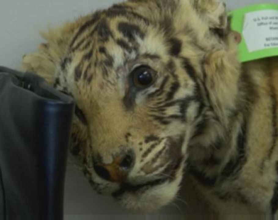 Inside America's battle on wildlife trafficking