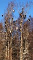 Large Gathering of Bald Eagles at Garbage Dump in Alaska