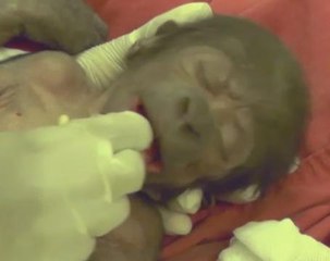Baby gorilla born by rare C-section at UK zoo