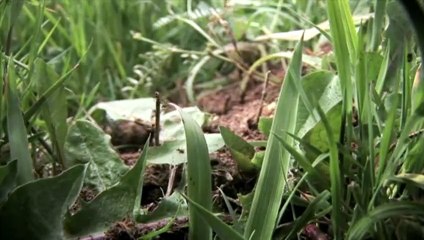 Tudancos. Supervivientes campesinos Tráiler