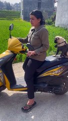 Pug Rides with on Scooter with Mom