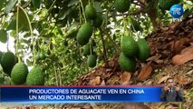 Productores de aguacate ecuatorianos se interesan en exportar a China