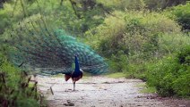 Very beautiful bird Beautiful peacock