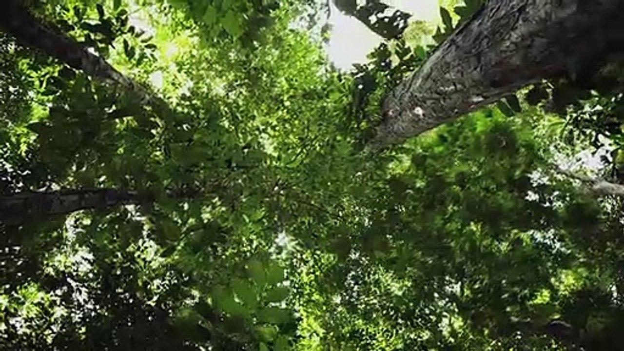 Amazônia Eterna Teaser Dublado