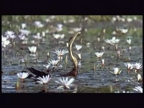 Nómadas del viento Tráiler VO