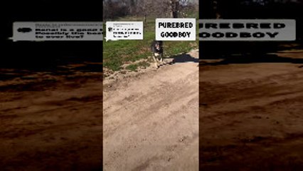 Dog is a 100% Purebred Good Boy