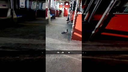 Business Bird on Its Morning Commute