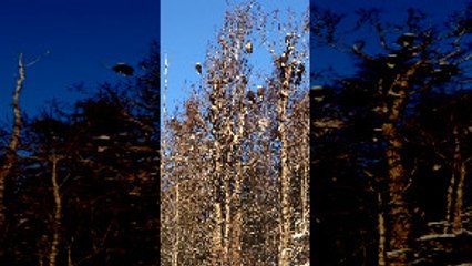 Large Gathering of Bald Eagles at Garbage Dump in Alaska