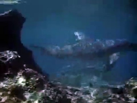 Mi amigo Flipper Clip VO