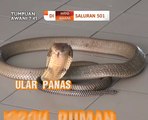 AWANI 7:45 malam ini: TPM umum penangguhan pengambilan pekerja asing & ancaman ular berbisa