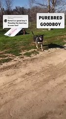 Dog is a 100% Purebred Good Boy